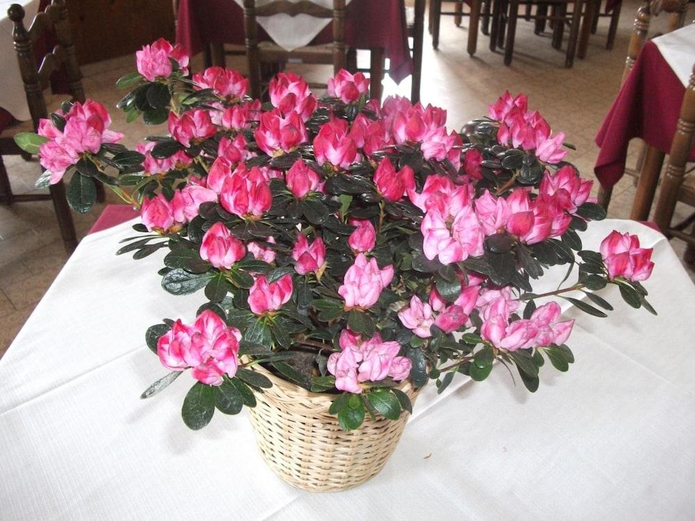 Hotel Breglia Lake Como Εξωτερικό φωτογραφία